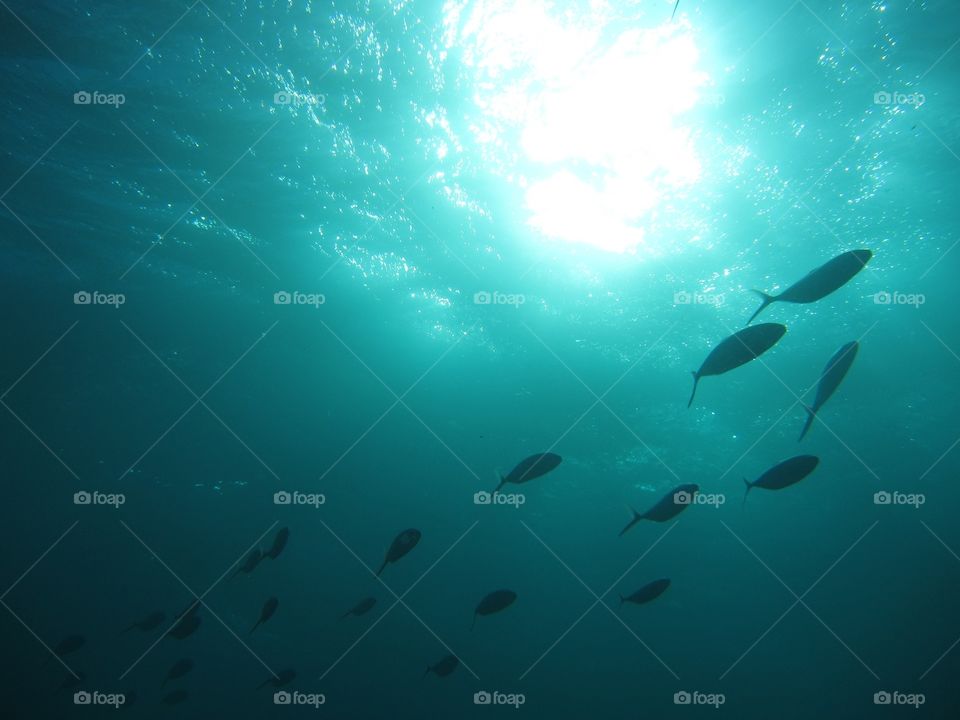 Fish freeway. Just looked up. At the end of a dive of key largo
