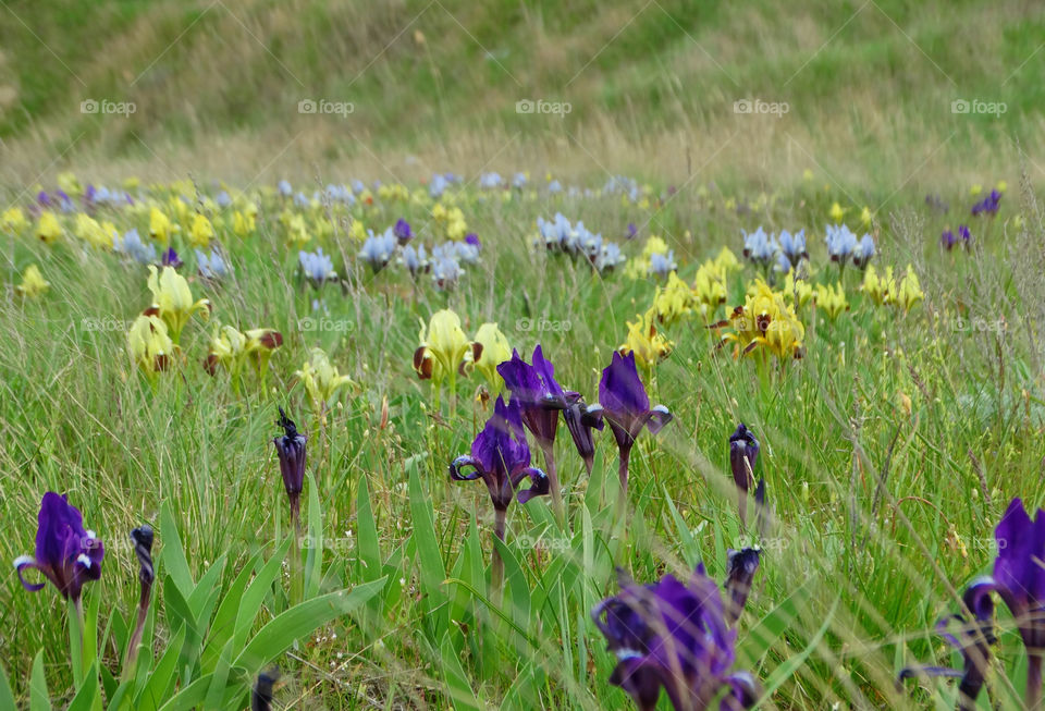 Wild flowers