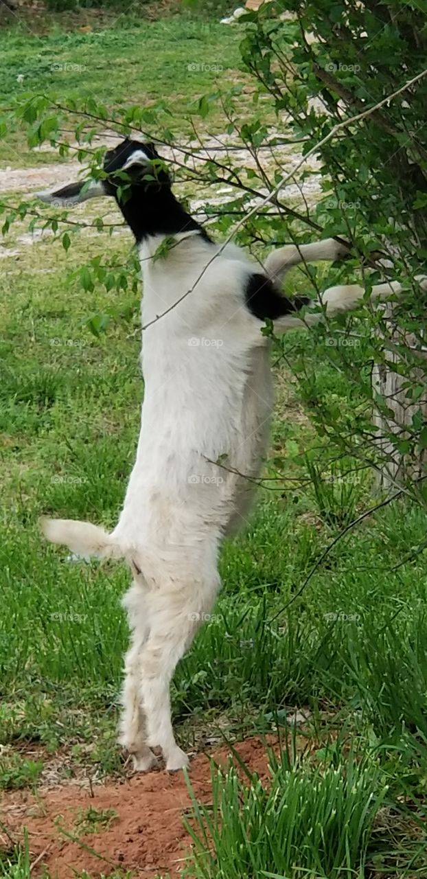 goat eating bush on hind legs