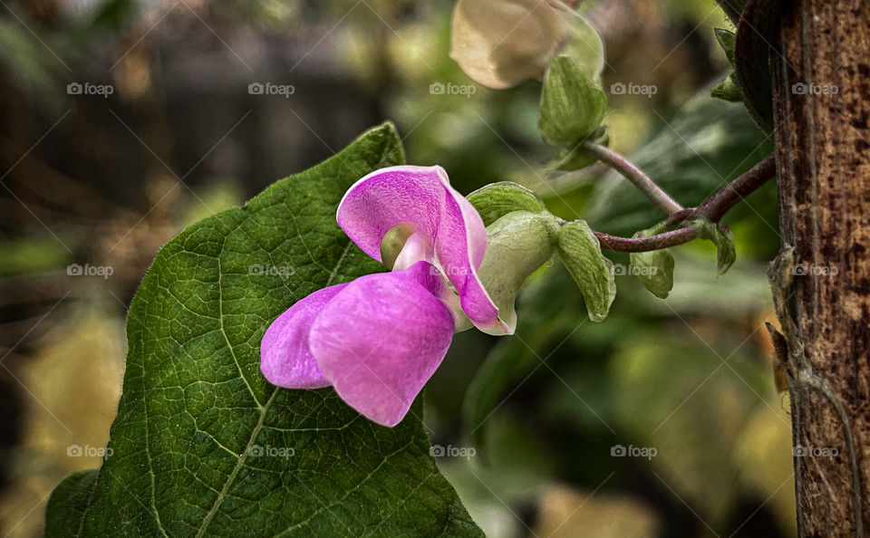 Flower of vegetables 