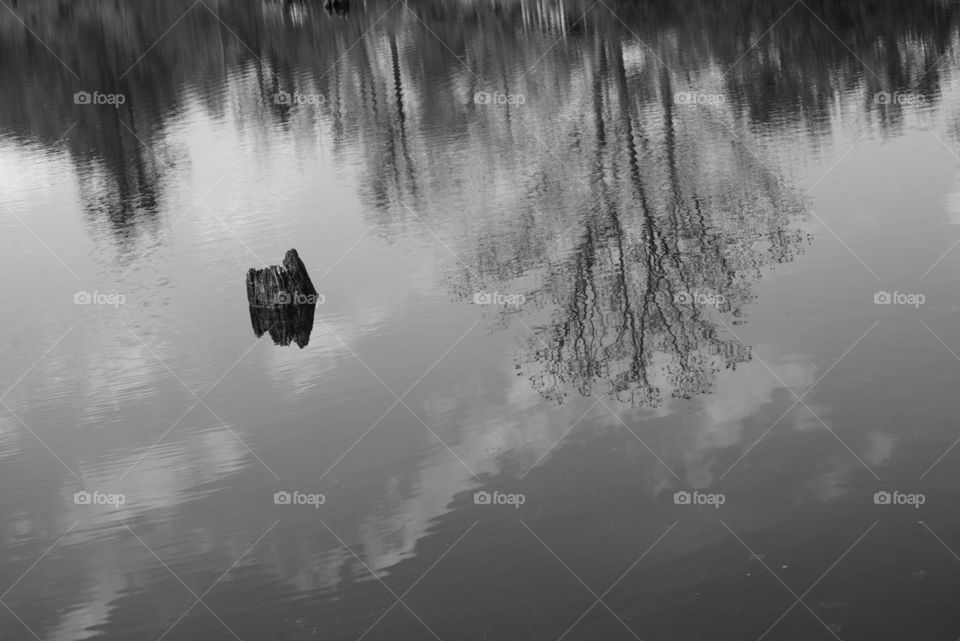 Pond reflection