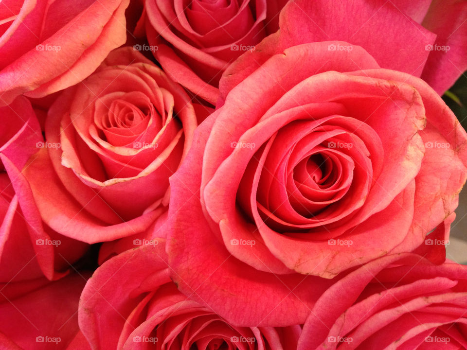 Rose, Love, Petal, Romance, Flower