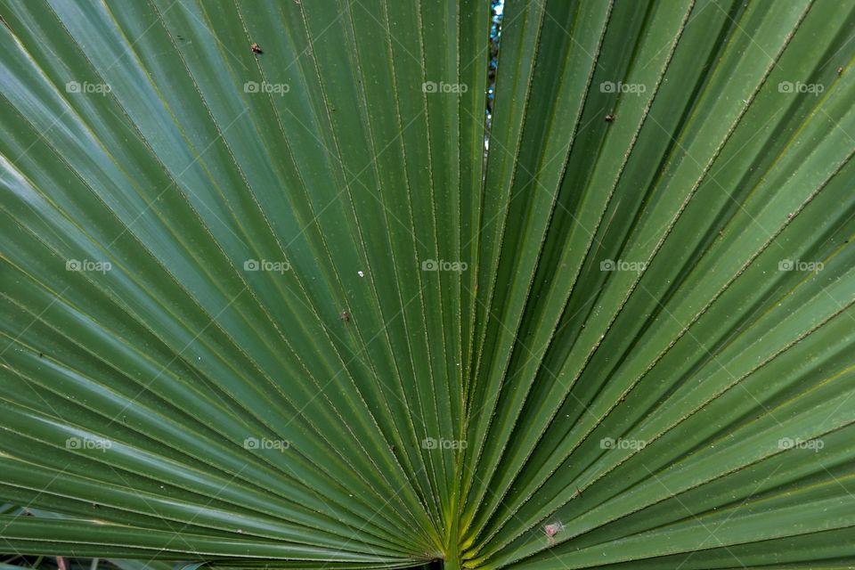 Palmettos 