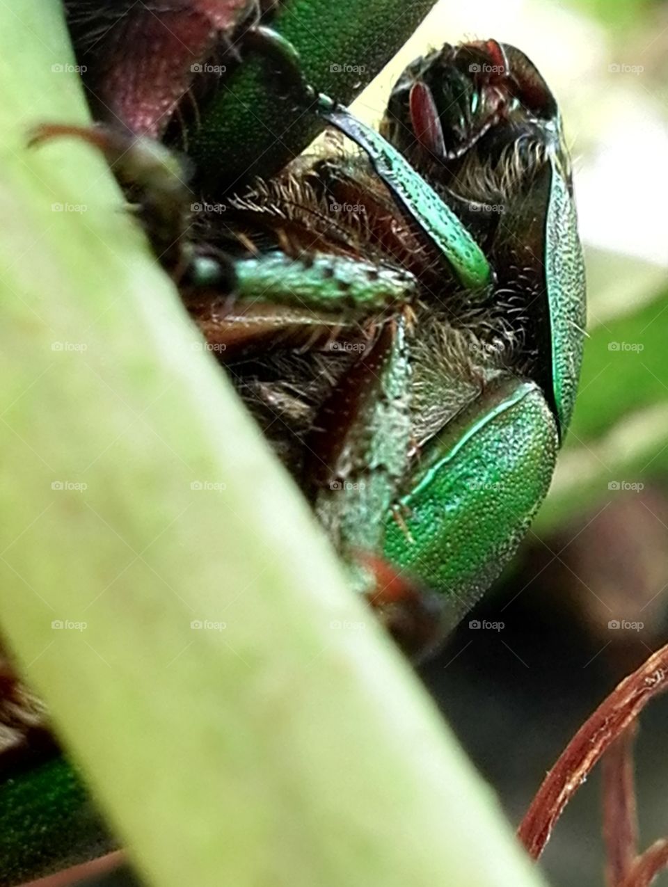 Mating golden beetle