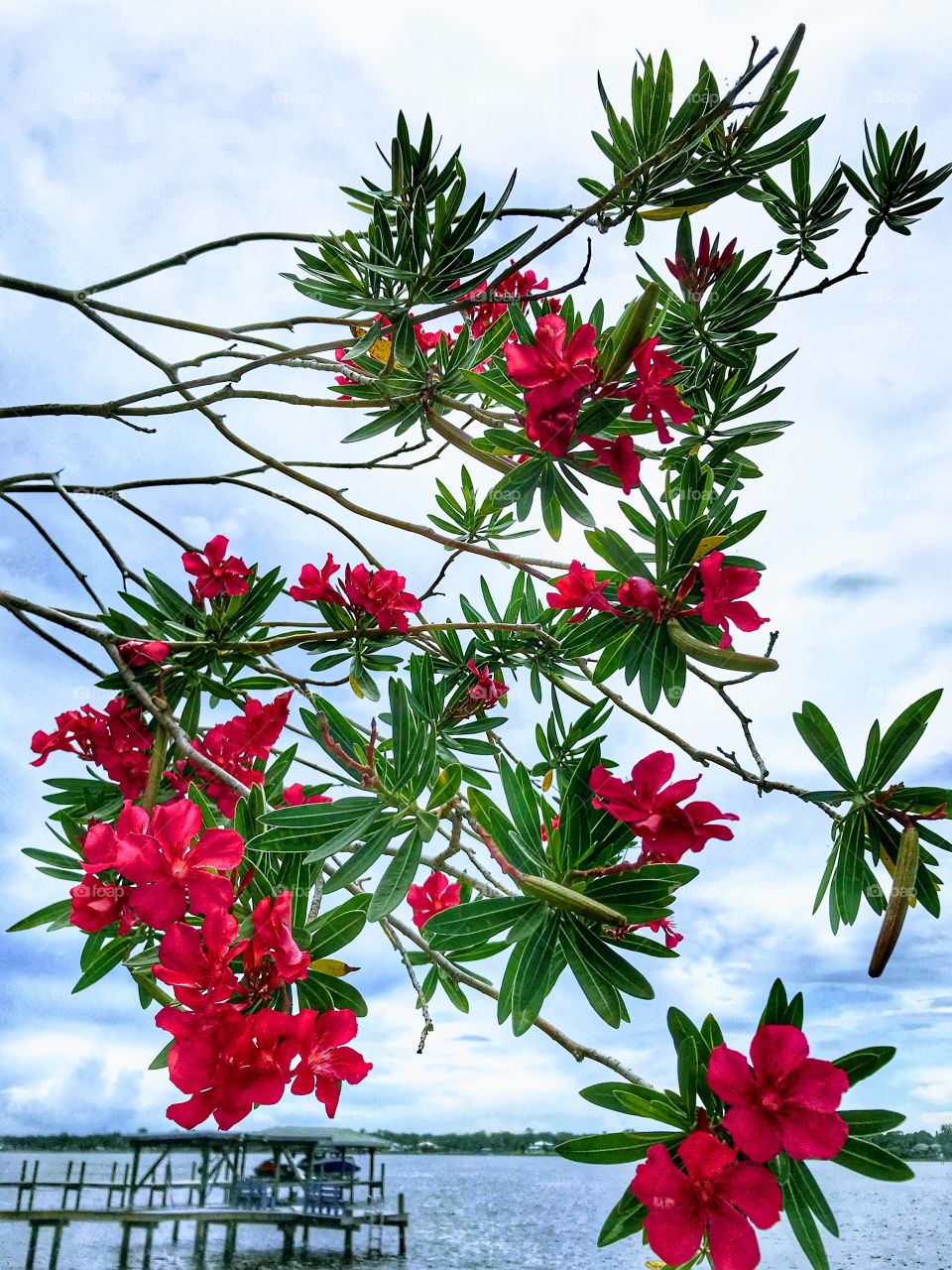 Beautiful Oleander