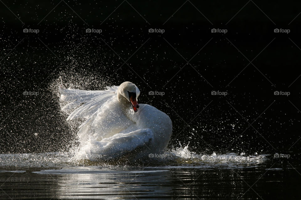 Swan dance in a pond with droplets