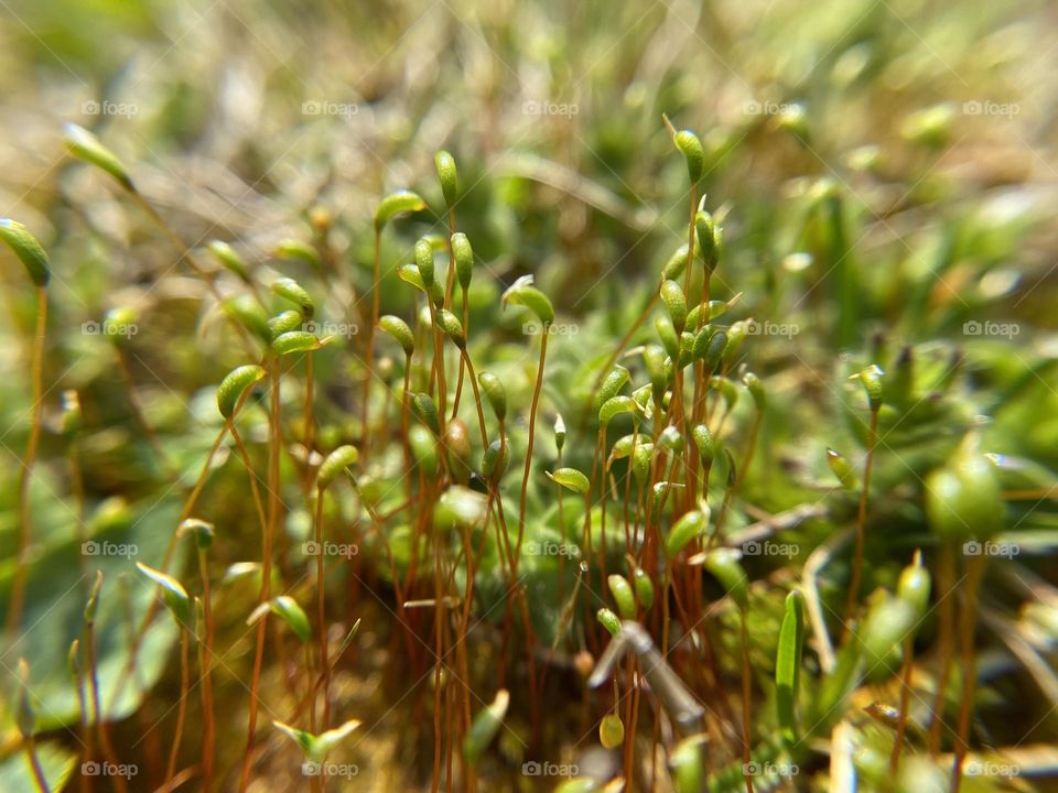 Moss bloom in spring 
