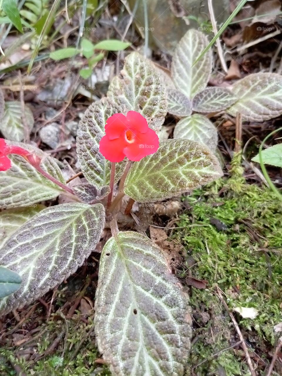 Episcia cupreata