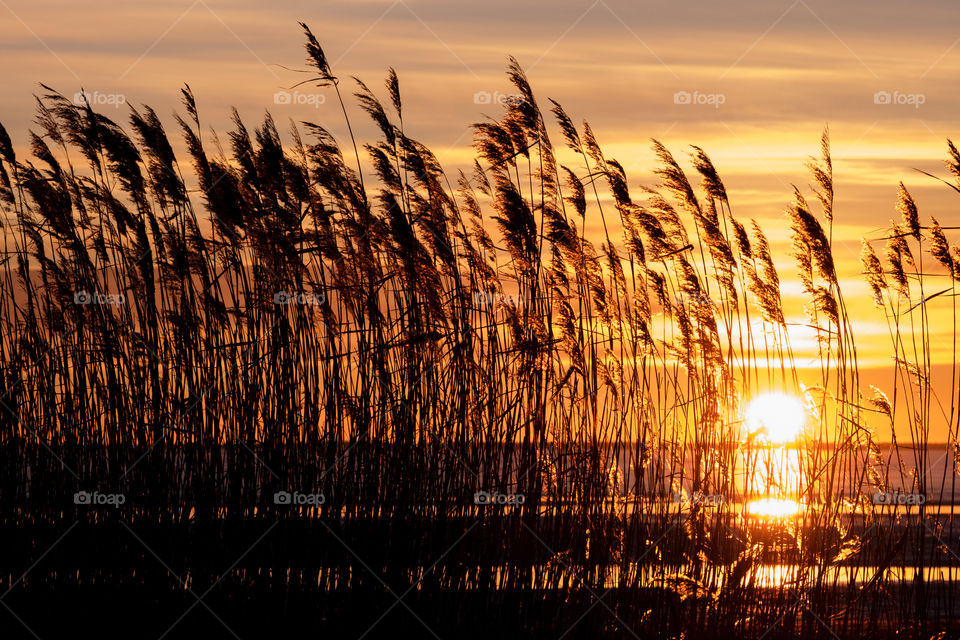 Sunset through straws