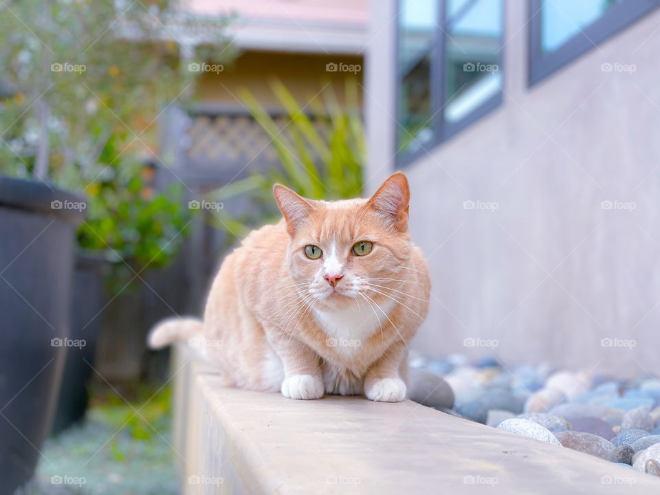 Cute cat outdoors looking away 