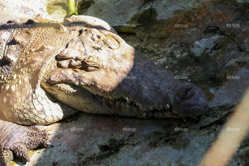 a happy crocodile