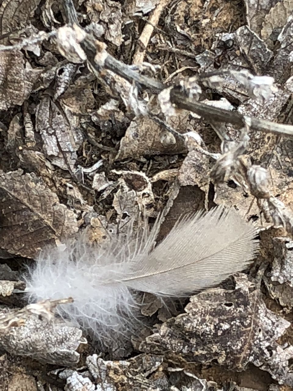 Lost feather