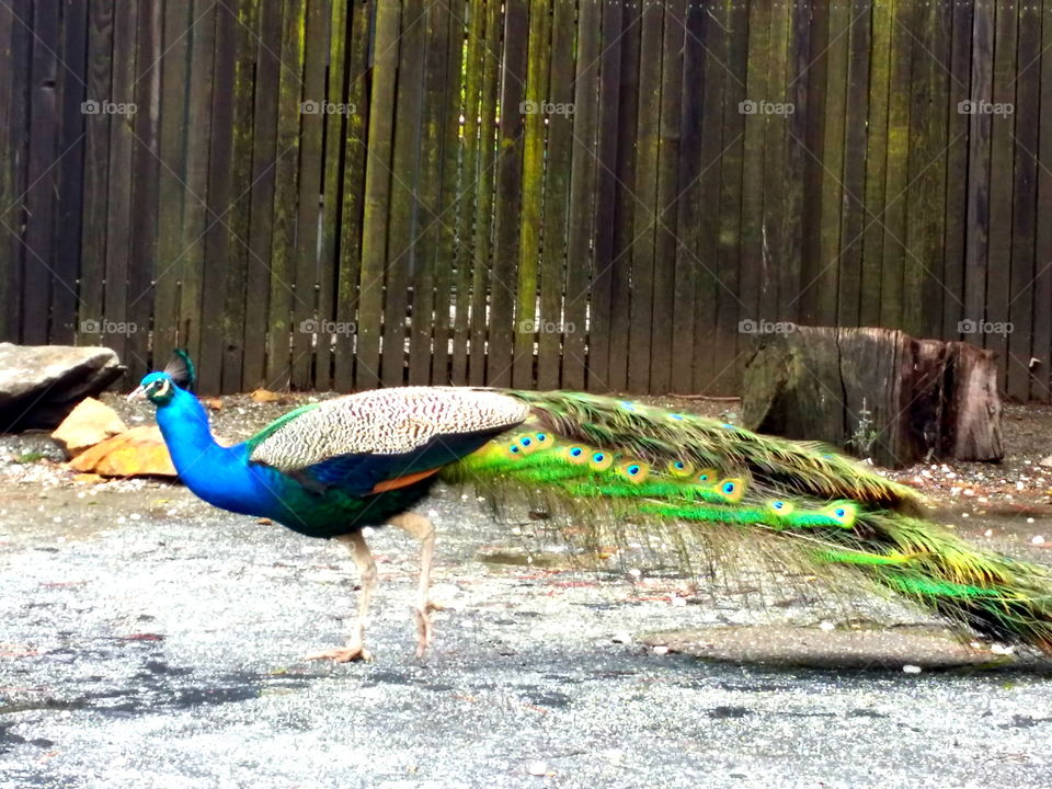 Peacock