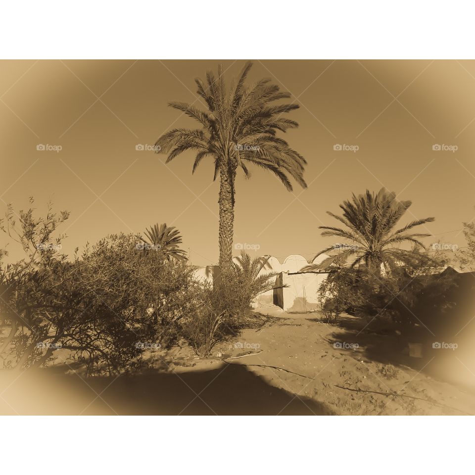 The photo was taken in the garden of a traditional house on the island of Djerba
The traditional house is characterized by its circular domes
Around the house is a field full of palm trees
The image is treated with colors that reveal nostalgia for th