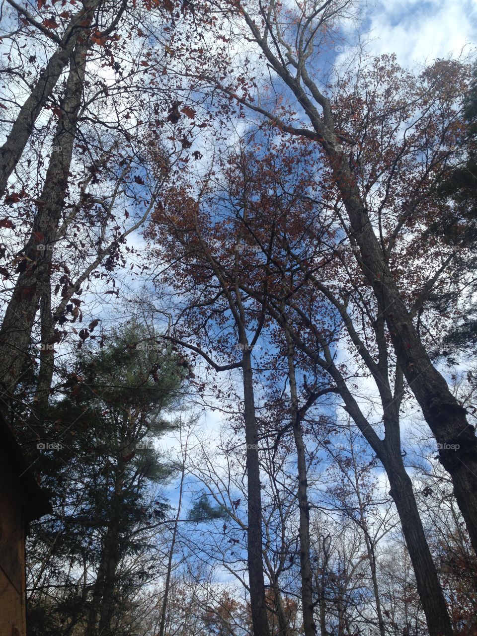 Sky through the trees Kentucky. Hiking in Kentucky up to Natural Bridge on a beautiful November day.