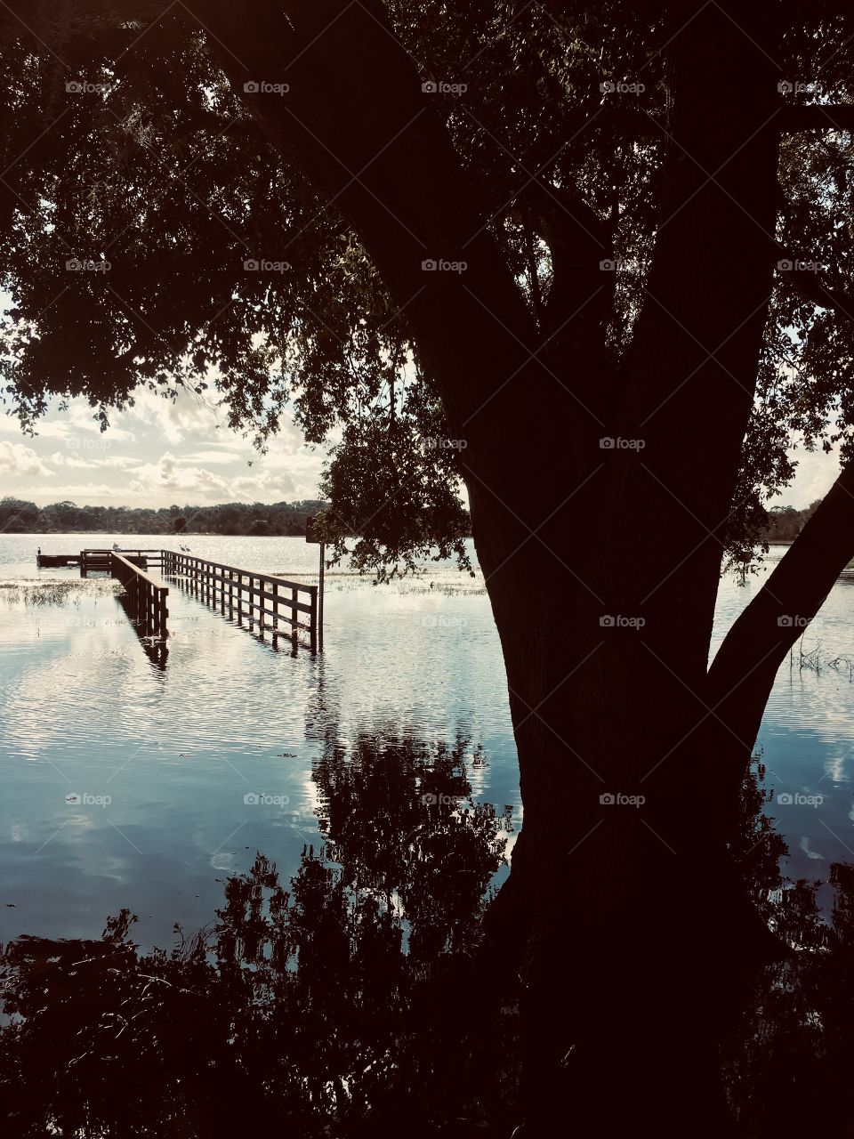 Water walk way - pier under water reflecting a tree silhouette 