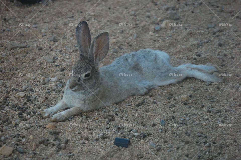 Bunny laying low in the shade, 115° in Palm springs, CA