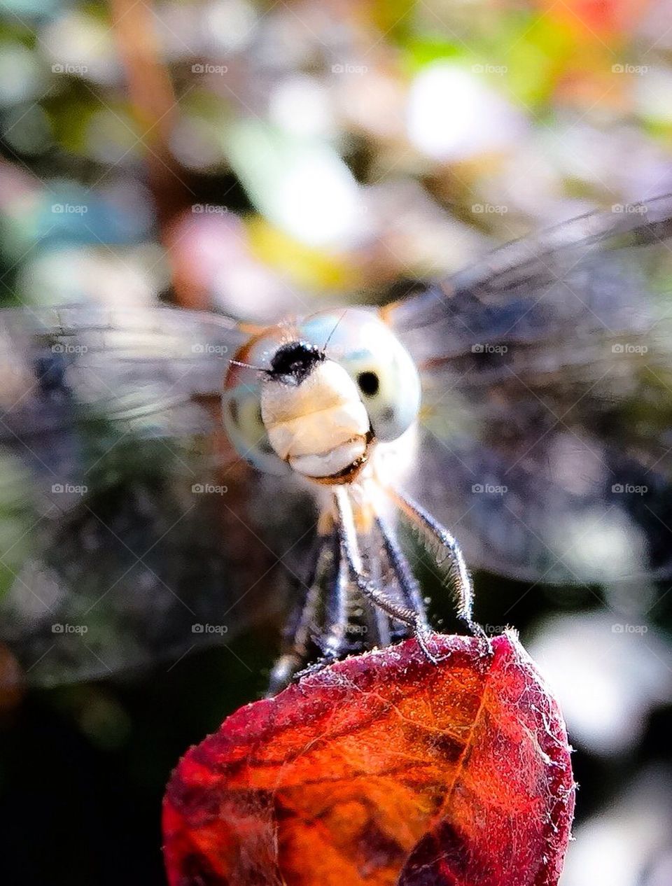 Dragonfly Face