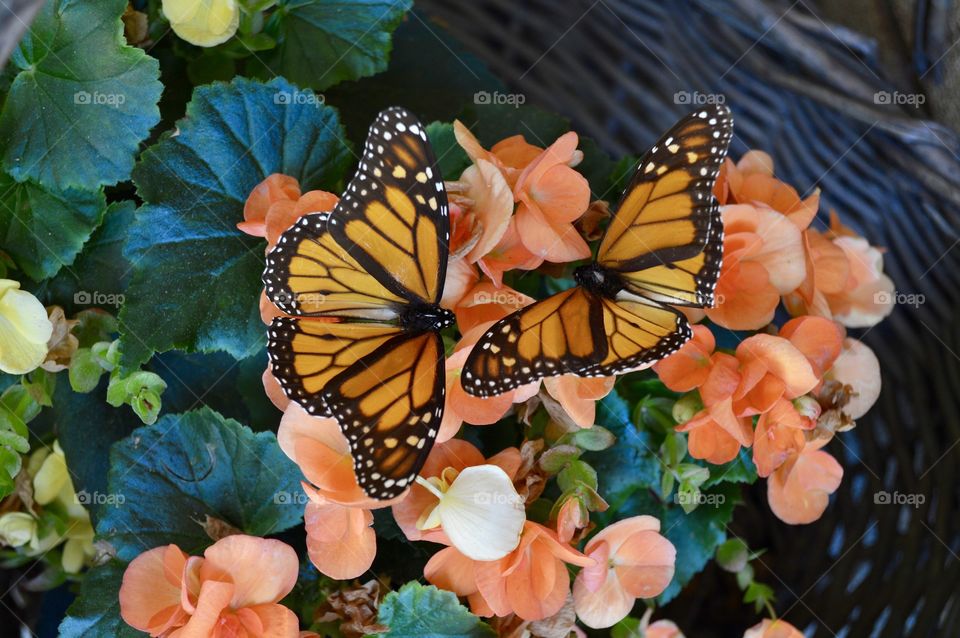 Beautiful Butterflies 