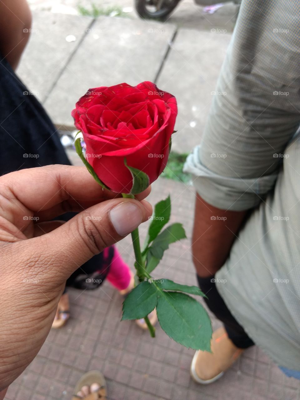 Rose Flora