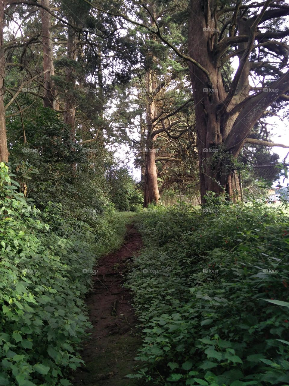 morning walk in the forest