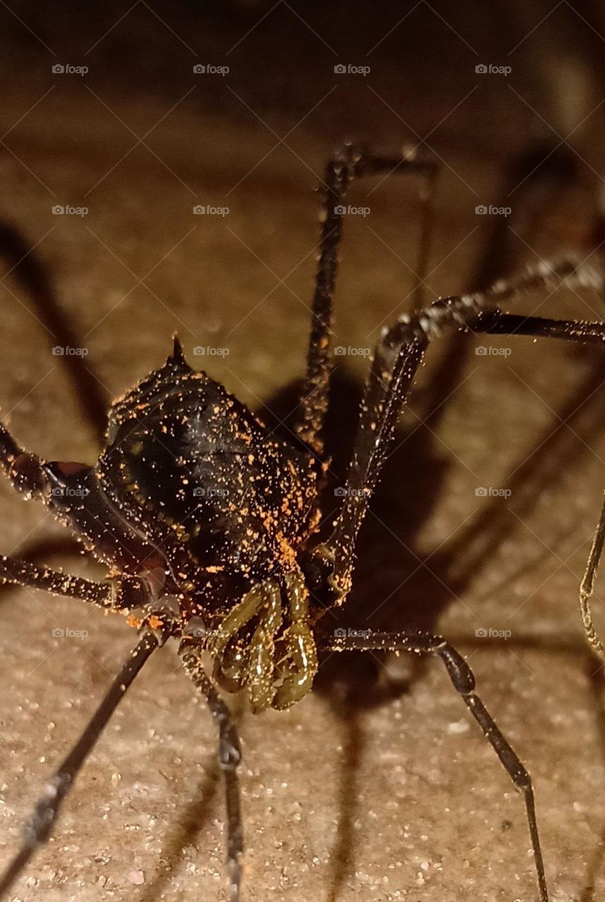 Os opiliões são um grupo de aracnídeos da Ordem Opiliones, contando com mais de 6000 espécies descritas em todo o mundo. ... São o terceiro grupo mais numeroso da classe Arachnida, atrás apenas de escorpiões e aranhas.