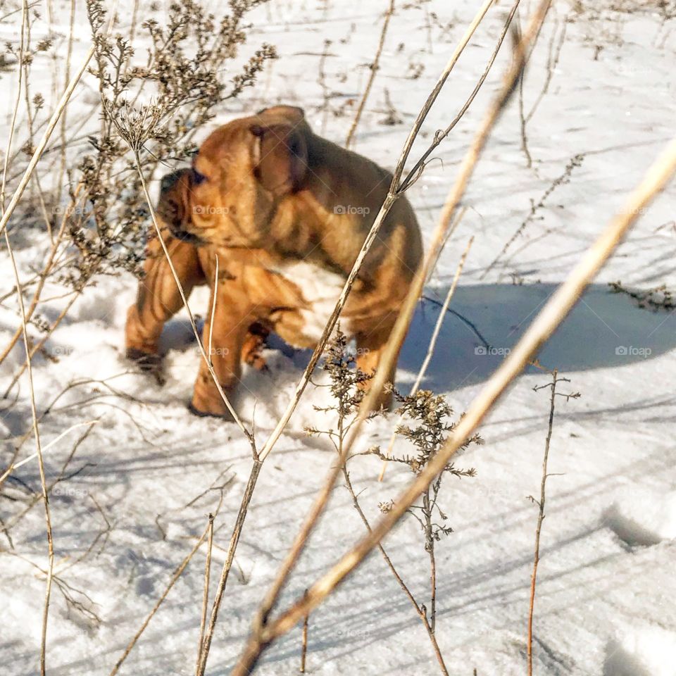 Baby Bulldog puppy first snow
