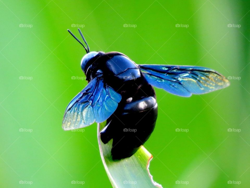 Large black bumble bee 🐝 Maldives 🇲🇻 