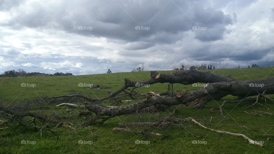 Clouds Over a Downed Tree