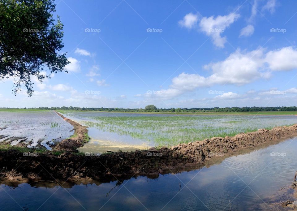 Panorama of a paddy field. My neighbor decided to grow rice this year and just flooded his field with water to help his crop grow!