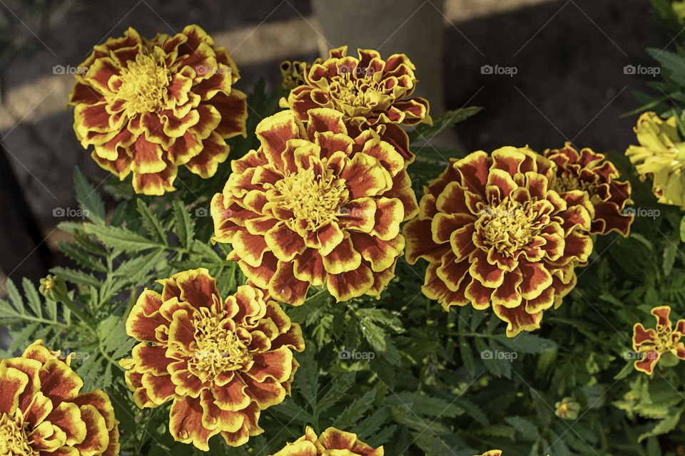 Yellow Marigold  flowers or Tagetes erecta in garden on green leaf background.