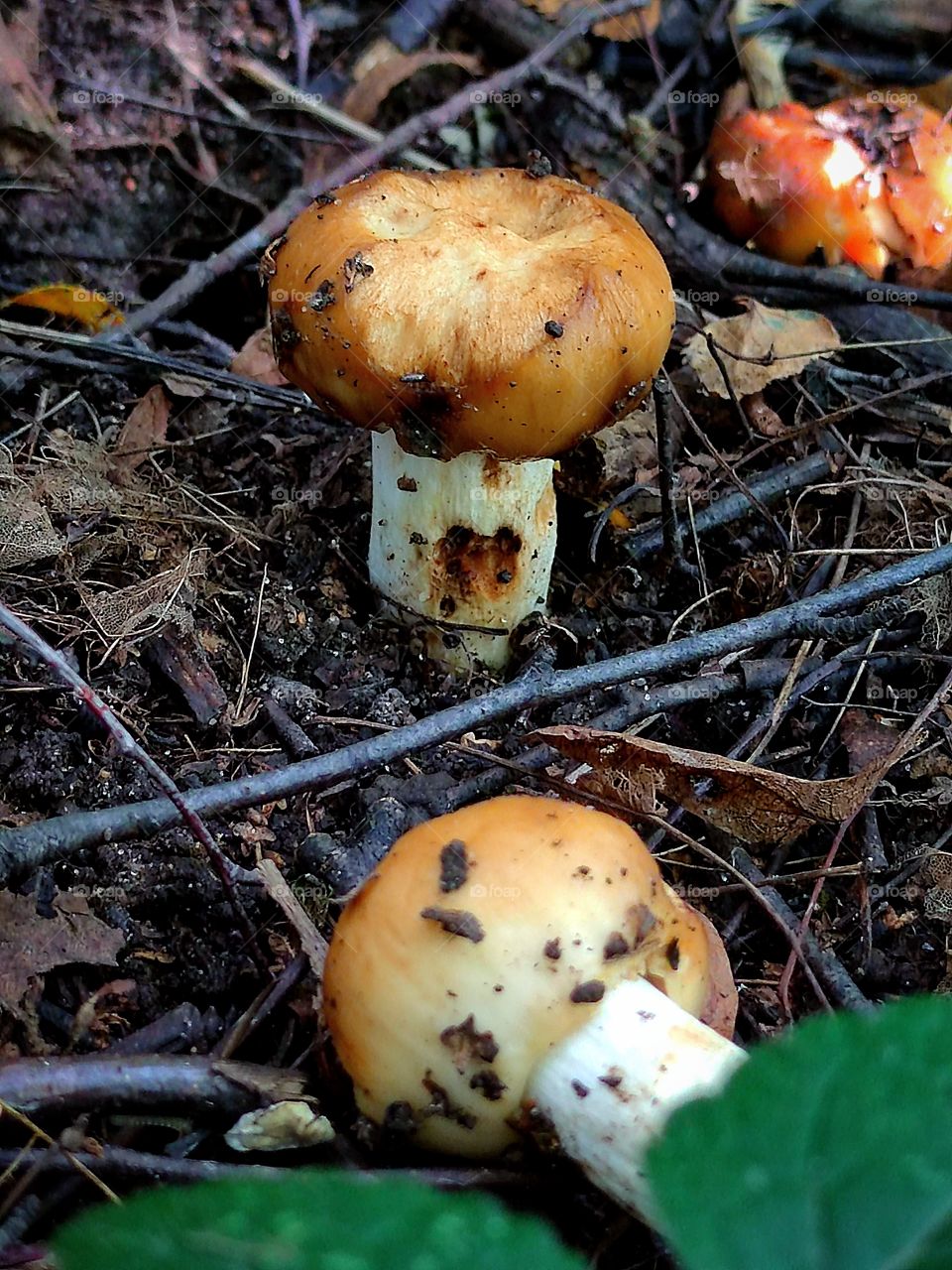 Forest.  mushrooms in the forest