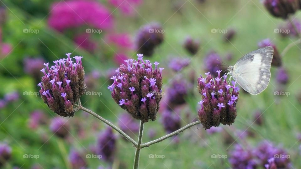 Butterfly with flowers