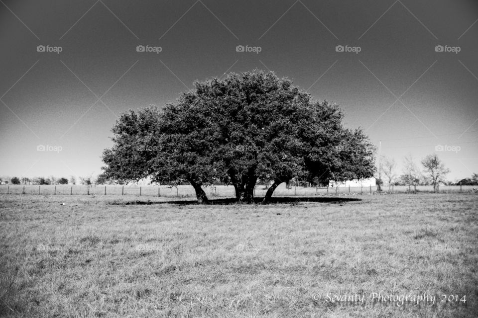 Old oak trees. Fairy tree ring in Texas
