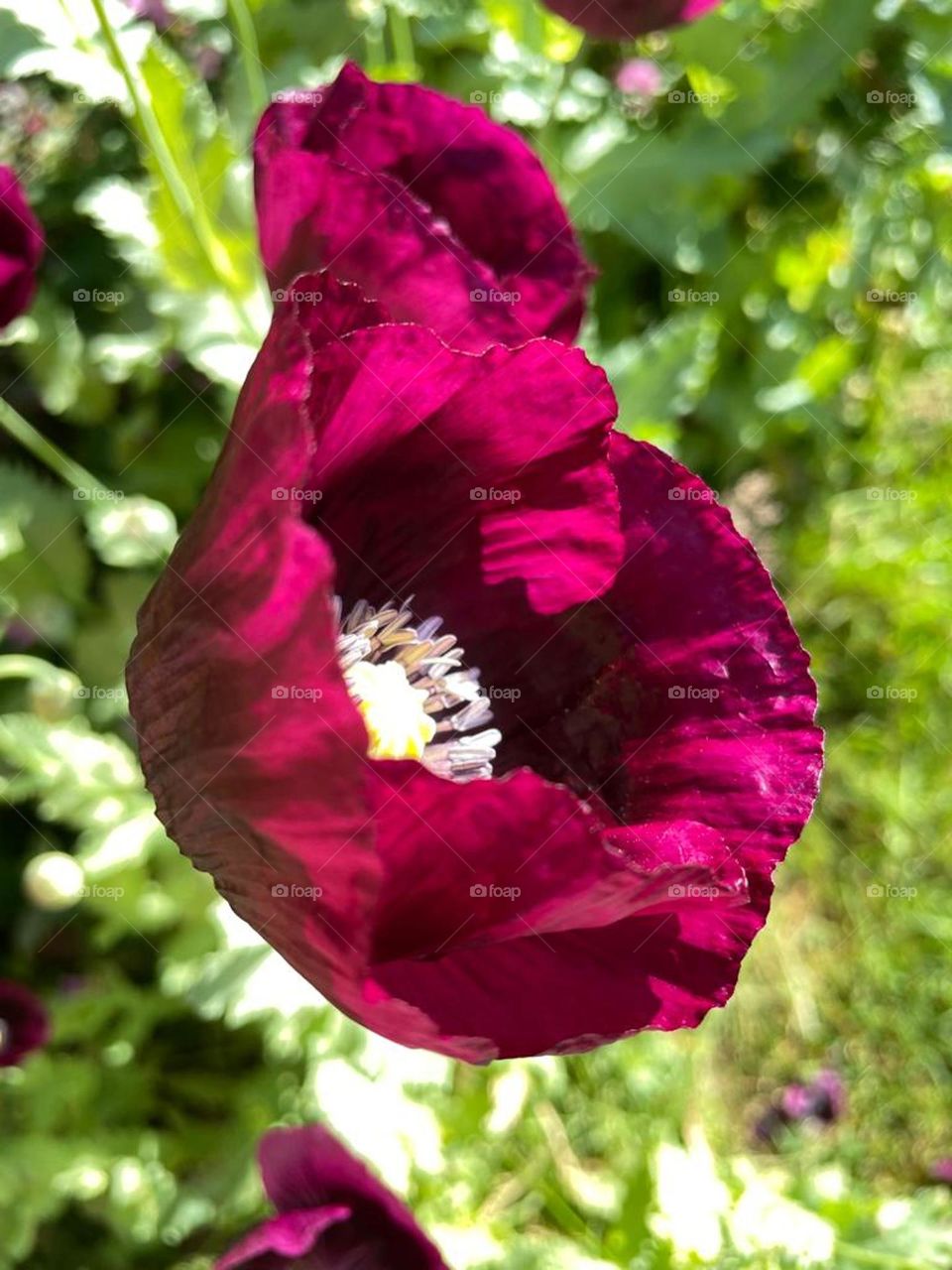 Poppy flower
