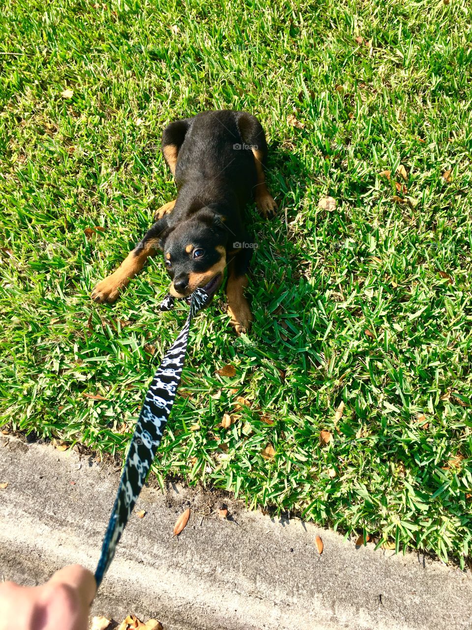 Such a tough lil’ pupper on his walk