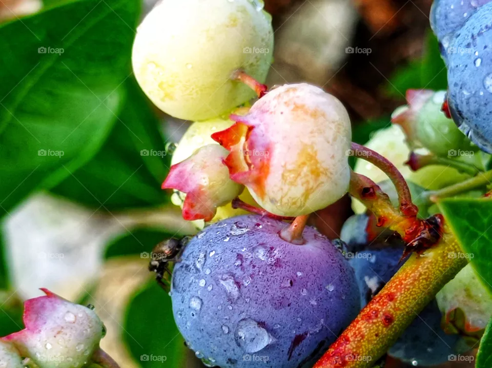 a black spider on a blueberry berry.