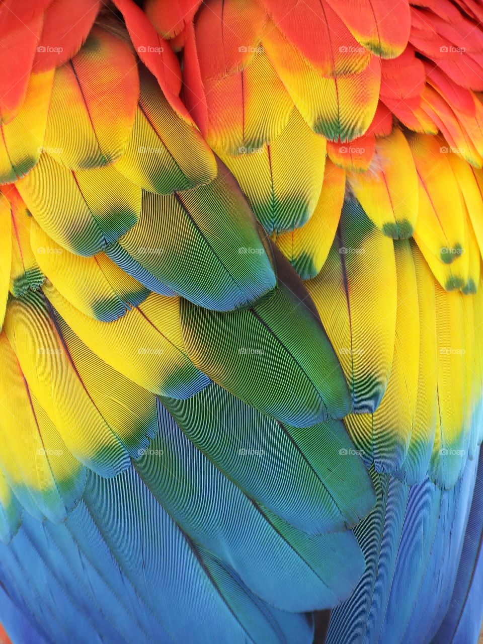 Beautiful rainbow colored feathers close up.