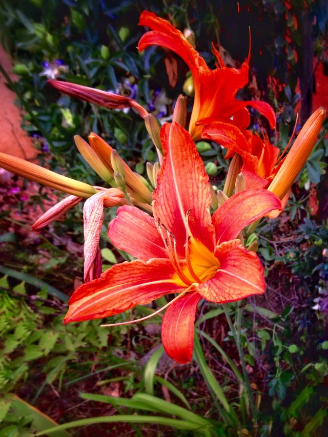Flower 
