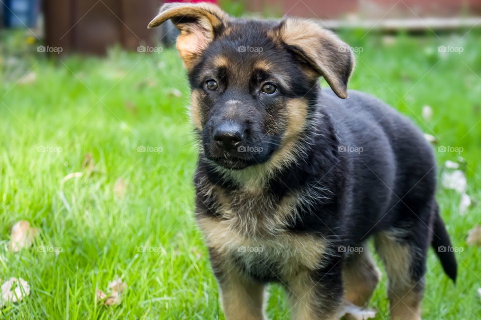 GSD Puppy