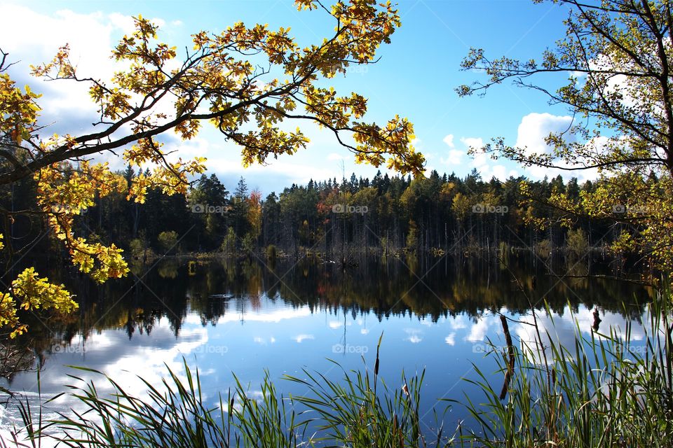 View of forest lake during autumn