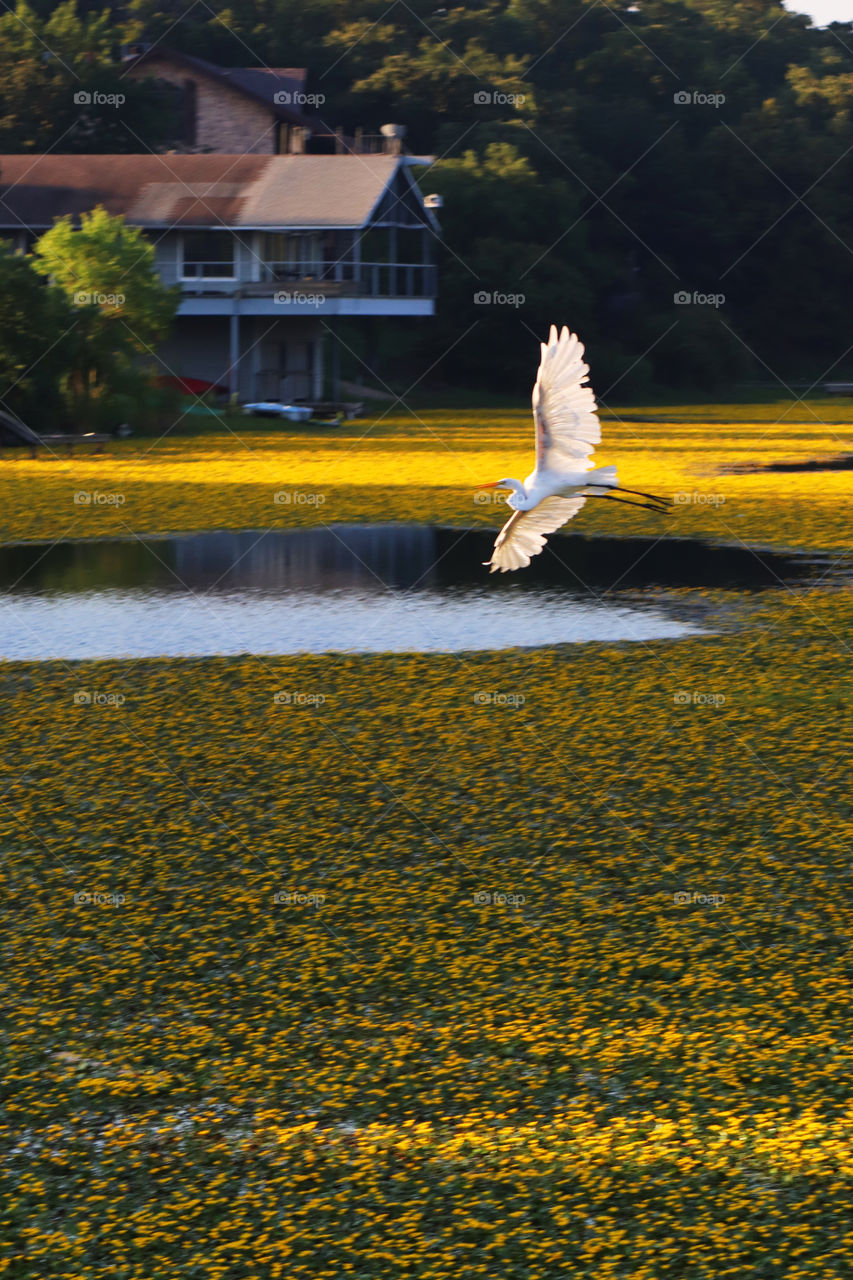 Summer on the Pond