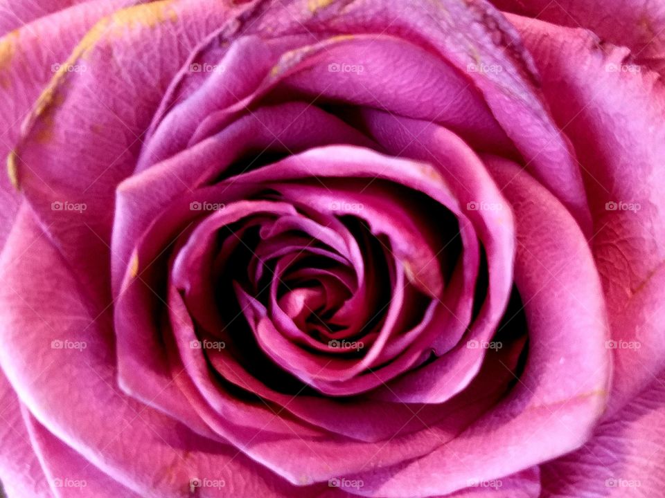 pink rose