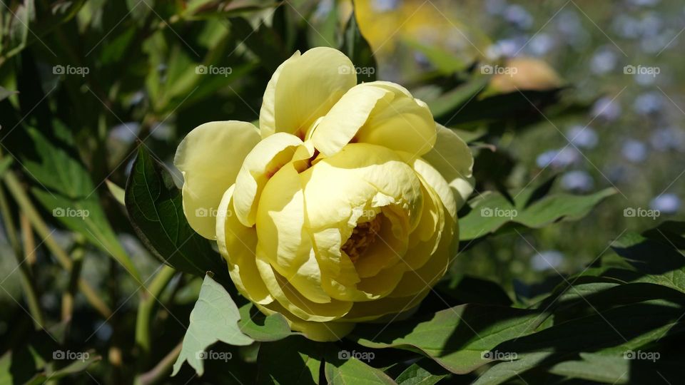 Yellow peony brightening up a spring garden.