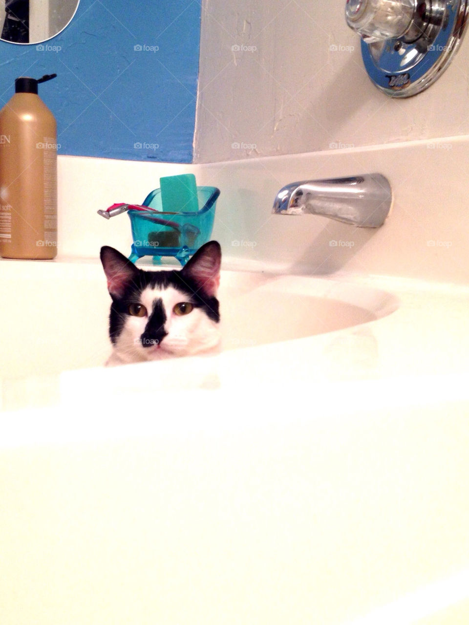 Cat in the tub