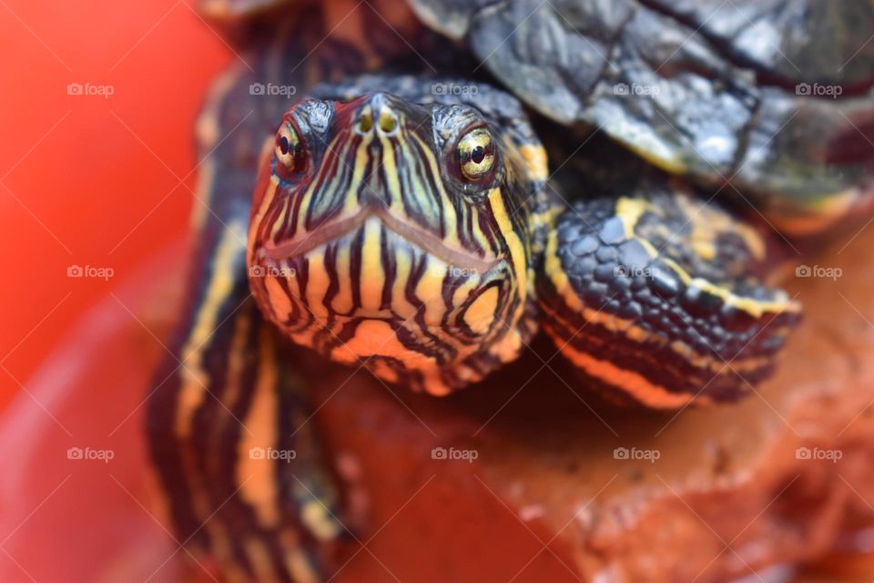 Close-up sea turtle