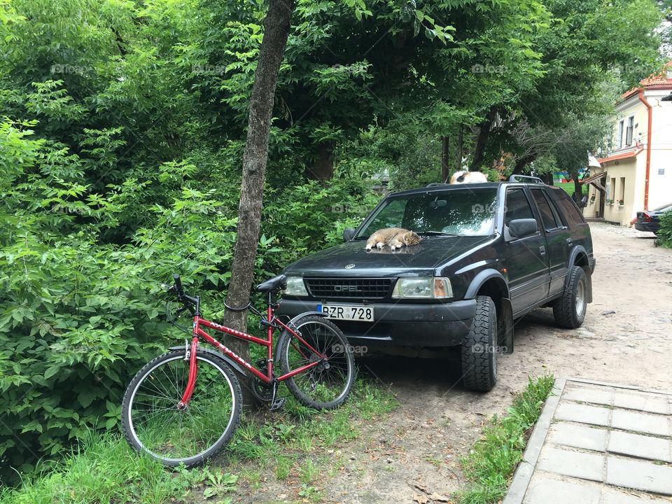 Wood, Road, Vehicle, Wheel, Outdoors