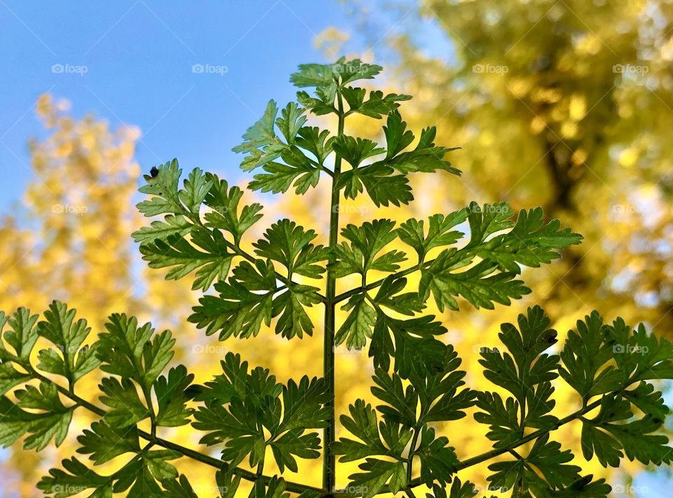 Wonders of autumn 😊