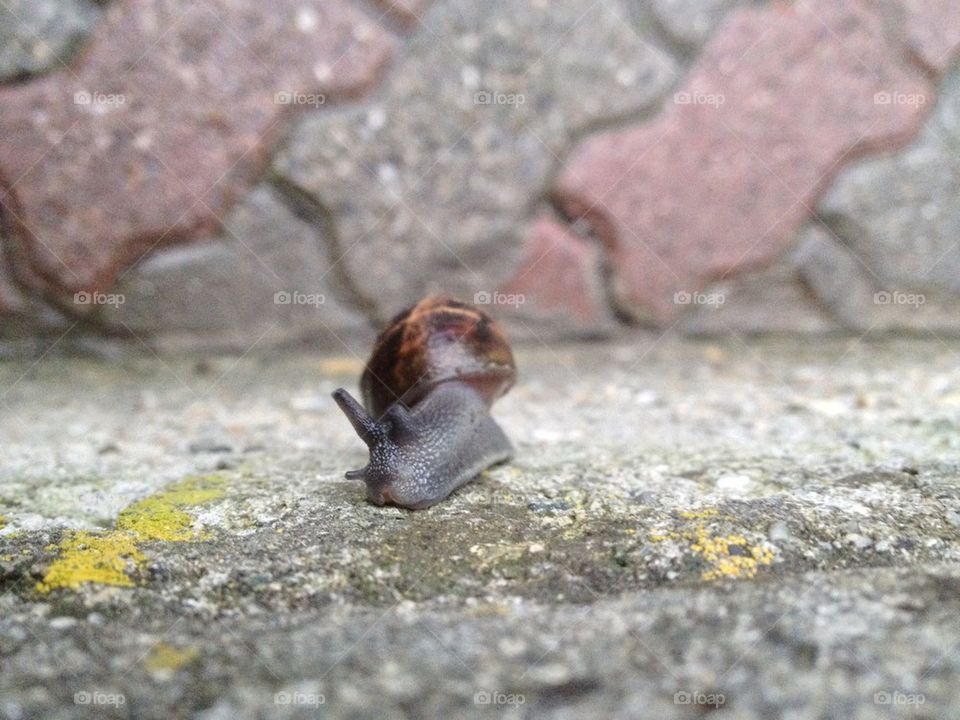 Snail