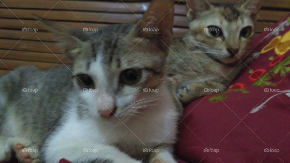 Two cats lay on cushions on a bamboo chair